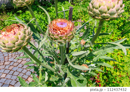 Plants of artichoke in a garden 112437432