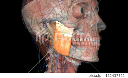 The superficial head alone of the masseter muscle functions by allowing protrusion of the mandible 112437521