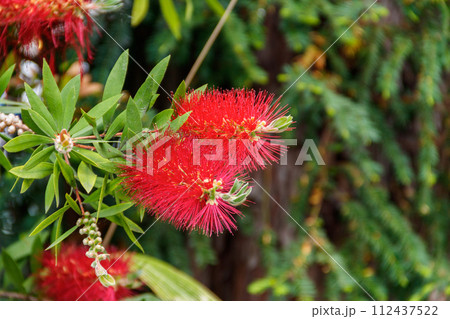 Red Bottlebrush flowers (Callistemon citrinus) 112437522