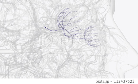 Retinal vein occlusion is a blockage of the small veins that carry blood away from the retina 112437523