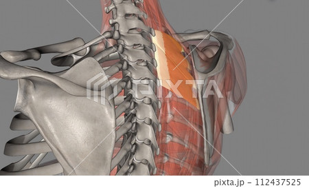 The serratus posterior superior elevates the ribs and thus supports inspiration 112437525
