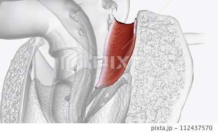 The coccygeus muscle or ischiococcygeus is a muscle of the pelvic floor, 112437570
