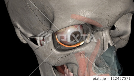 The inferior oblique muscle externally rotates, elevates, and abducts the eye 112437571