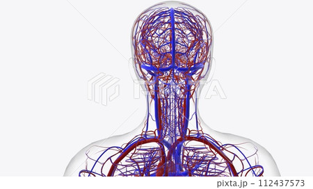 Arteries of head and neck Arteries of head and neck 112437573