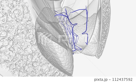 The rectal venous plexus surrounds the rectum, and communicates in front with the vesical venous plexus in the male 112437592