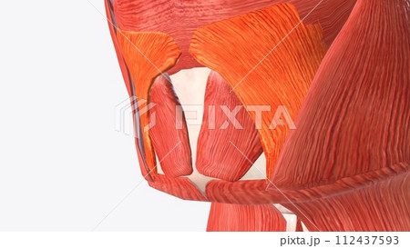 Depressor labii inferioris is a paired facial muscle located in the chin region of the face 112437593