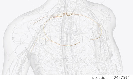 T1 and T2 feed into nerves that go into the top of the chest as well as into the arm and hand T1 and T2 feed into nerves that go into the top of the chest as well as into the arm and hand 112437594