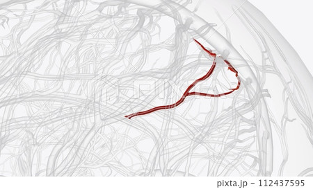 Set of precuneal branches of right pericallosal artery 112437595