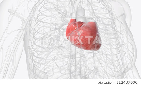 Chambers of the Heart. The internal cavity of the heart is divided into four chambers 112437600