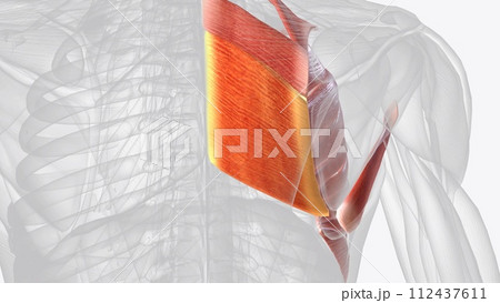 The rhomboid major is an extrinsic muscle of the shoulder 112437611