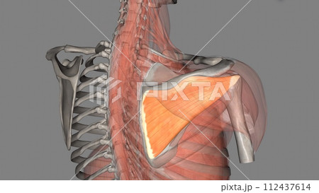 The infraspinatus is a thick triangular muscle that occupies much of the infraspinous fossa of the scapula The infraspinatus is a thick triangular muscle that occupies much of the infraspinous fossa of the scapula 112437614