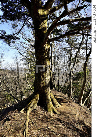 丹沢の辺室山 辺室山縦走コースの登山道に立つモミの大木 丹沢の辺室山 辺室山縦走コースの登山道に立つモミの大木 112437634