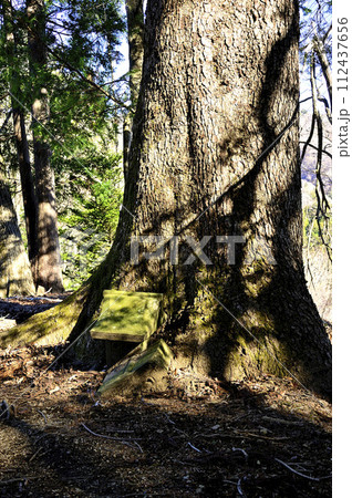 丹沢の辺室山　辺室山縦走コース　モミの大木に祀られた小さな祠 112437656