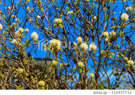 Large Fothergilla, Large Witch-alder (Fothergilla latifolia) in bloom 112437712