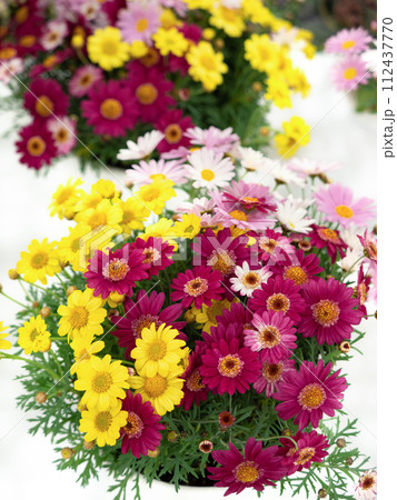 カラフルなマーガレット 112437770