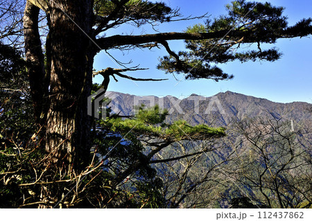 丹沢の鍋嵐山頂　アカマツと丹沢三峰と丹沢主脈を望む 112437862