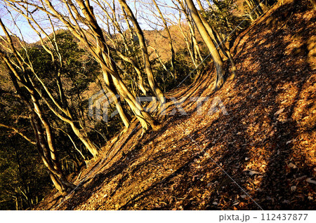 朝焼けに染まる丹沢の大山三峰の登山道 112437877