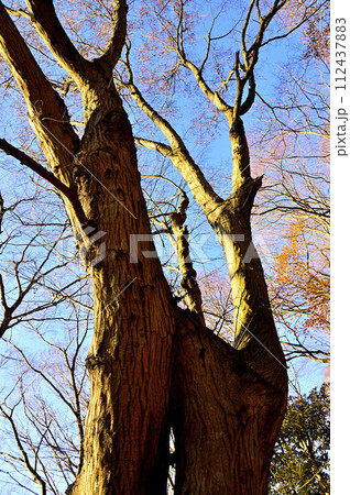朝日浴びるコナラ　丹沢の大山三峰の森 112437883