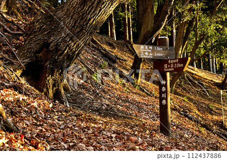 朝日の登山道　丹沢の大山三峰　コナラの森 112437886