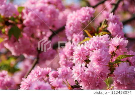 lush pink sakura blossom background. sunny weather in spring 112438074