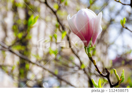 branch of magnolia in full blossom in morning light. spring nature background in the park 112438075