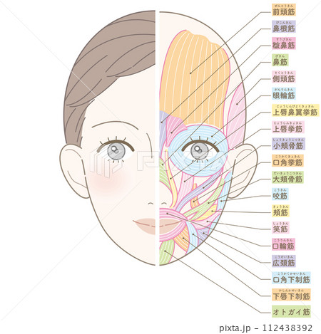 顔の筋肉 美容タッチ 名称入り 顔の筋肉 美容タッチ 名称入り 112438392
