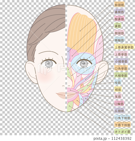 顔の筋肉 美容タッチ 名称入り 顔の筋肉 美容タッチ 名称入り 112438392