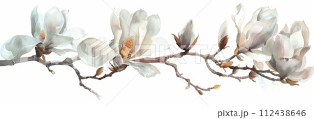 Watercolor illustration of a branch of a blooming Magnolia on a white background, spring flowers 112438646