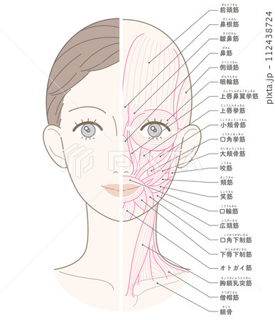 顔と首回りの筋肉 筋肉線画 名称入り 顔と首回りの筋肉 筋肉線画 名称入り 112438724