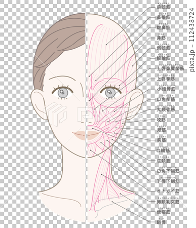 顔と首回りの筋肉 筋肉線画 名称入り 顔と首回りの筋肉 筋肉線画 名称入り 112438724