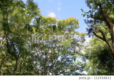 色づくイロハモミジの葉 112438811