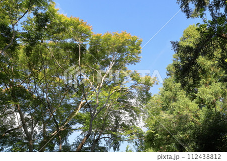 色づくイロハモミジの葉 112438812