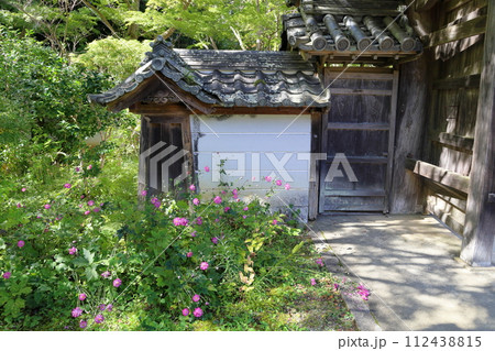 シュウメイギクの花 112438815