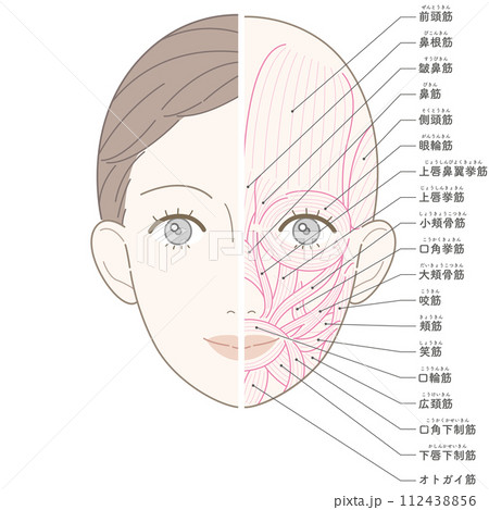 顔の筋肉　美容タッチ　筋肉線画　名称入り 112438856
