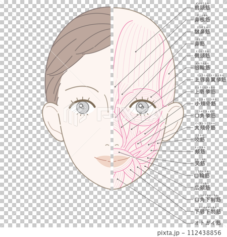 顔の筋肉　美容タッチ　筋肉線画　名称入り 112438856