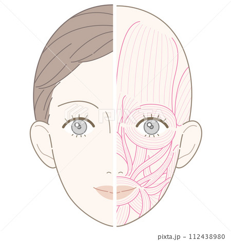 顔の筋肉 美容タッチ 筋肉線画 名称なし 顔の筋肉 美容タッチ 筋肉線画 名称なし 112438980