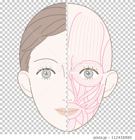 顔の筋肉 美容タッチ 筋肉線画 名称なし 顔の筋肉 美容タッチ 筋肉線画 名称なし 112438980
