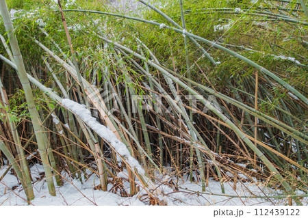 上雪（ベチャベチャした重い雪・長野県の方言です）で倒れ込んでしまった竹林【安曇野】 112439122
