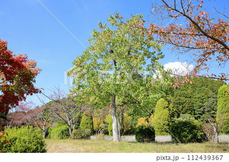 色づくナンキンハゼの葉　ちらほら紅葉 112439367