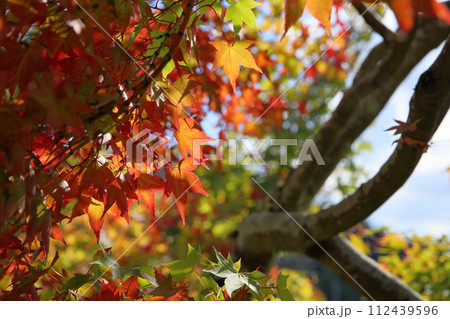 色づくカエデの葉 紅葉 色づくカエデの葉 紅葉 112439596