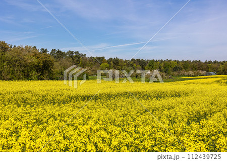 Cherry blossoms on the hills around Kalchreuth, Germany in Franconian Switzerland 112439725