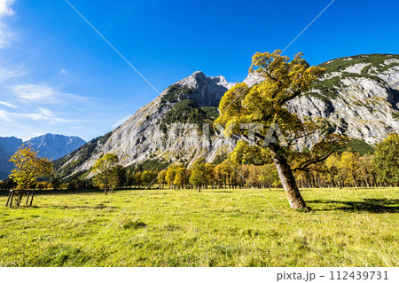 maple trees at Ahornboden, Karwendel mountains, Tyrol, Austria 112439731