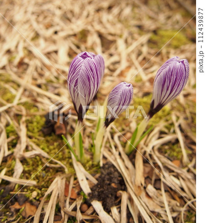 春を告げるクロッカスの花 112439877