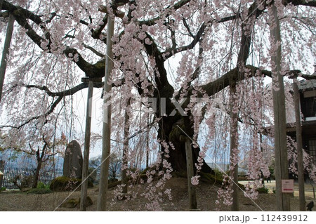一本桜 112439912