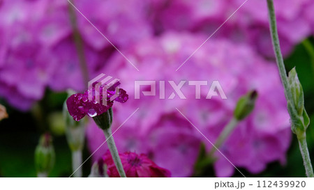 紫陽花と雫(あじさいとしずく)雨のアジサイの風景です 紫陽花と雫(あじさいとしずく)雨のアジサイの風景です 112439920
