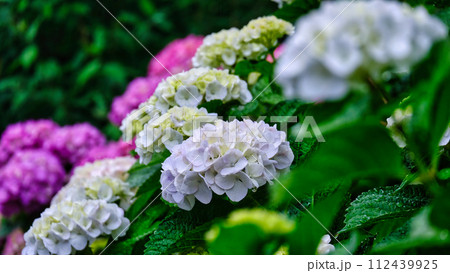 紫陽花と雫(あじさいとしずく)雨のアジサイの風景です 紫陽花と雫(あじさいとしずく)雨のアジサイの風景です 112439925