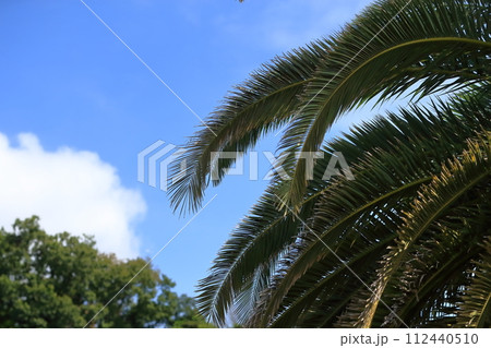 ヤシの葉 イメージ ヤシの葉 イメージ 112440510