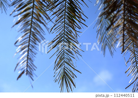 ヤシの葉　イメージ 112440511