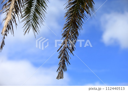 ヤシの葉　イメージ 112440513