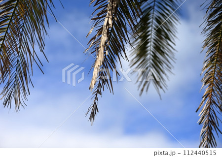 ヤシの葉　イメージ 112440515